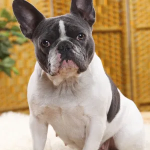 French Bulldog, blue-white, bitch, 4 years old