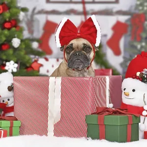 French Bulldog dog in Christmas gift box between many boxes next to Christmas tree French Bulldog dog in Christmas gift box between many boxes next to Christmas tree