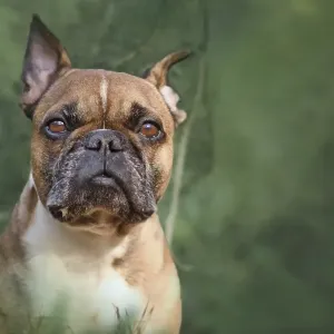 French Bulldog dog in green forest