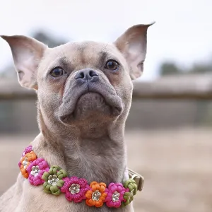 French Bulldog dog mix with paracord flower collar