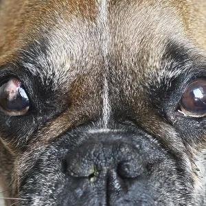 French Bulldog dog with partly healed surgical implanted conjunctival flap covering eye used as treatment of deep
