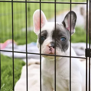 French Bulldog dog puppy behind bars