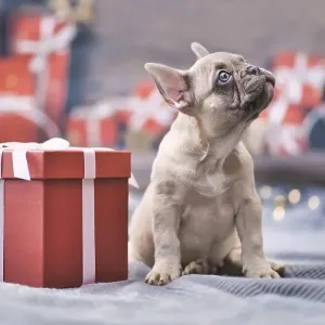 French Bulldog dog puppy sitting next to red Christmas gift box with ribbon surrounded by seasonal decoration