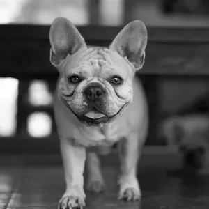 French Bulldog Dog Standing and Staring Print
