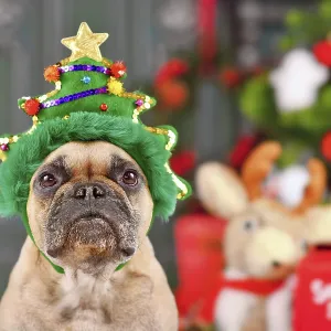 French Bulldog dog wearing funny Christmas tree headband