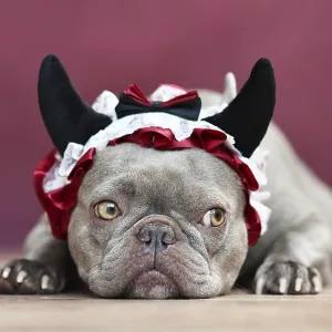 French Bulldog dog wearing red devil horn headband with ribbon in front of red background