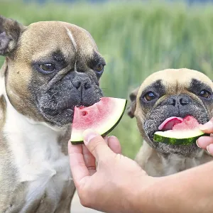 French Bulldog Dogs Enjoying Watermelon Slices Print