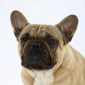 French Bulldog, Male
