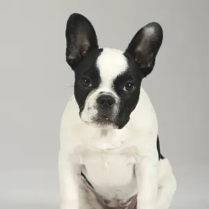 French Bulldog, puppy, 3 months