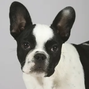 French Bulldog, puppy, 3 months