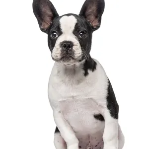 French Bulldog puppy (3 months old)