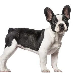 French Bulldog puppy (3 months old)