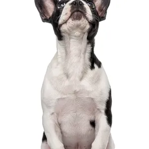 French Bulldog puppy (3 months old) looking up