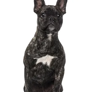 French Bulldog puppy (5 months old)