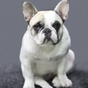 French bulldog the puppy close-up French bulldog the puppy close-up