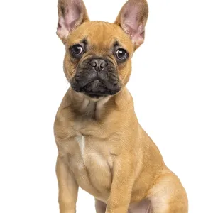 French Bulldog Puppy Print - Isolated on White French Bulldog Puppy Print - Isolated on White
