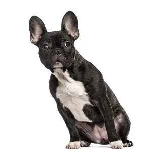 French Bulldog sitting, isolated on white French Bulldog sitting, isolated on white