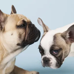 French bulldogs in studio on pastel color blue background