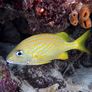 French grunt (Haemulon flavolineatum)