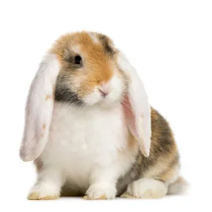 French Lop rabbit in front of white background