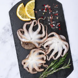 Fresh Baby Octopus Print, Black Slate Composition Fresh Baby Octopus Print, Black Slate Composition