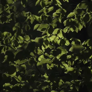 Fresh foliage of copper beech, Grafenberg Forest