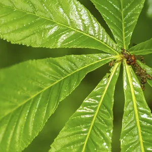 Fresh moist green chestnut leaves Fresh moist green chestnut leaves