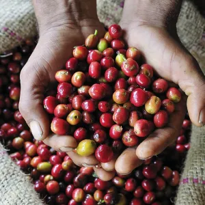 Fresh red coffee berries presented by two hands Fresh red coffee berries presented by two hands