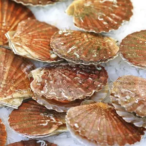CALLOS DE HUESO FRESOS (pecten maximus) EN HIELO.
