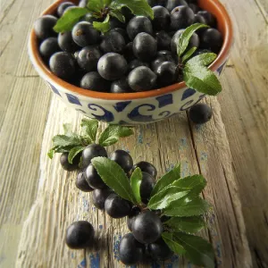Fresh Sloe Berries Print from Blackthorn Bush (Prunus spinosa)