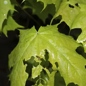 Fresh, wet, deciduous tree leaves