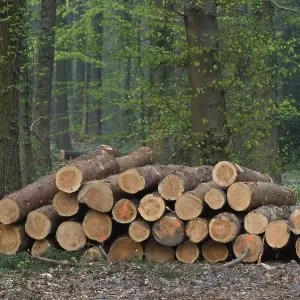 Freshly cut pine wood, red-marked trunks in the forest are available for pickup Freshly cut pine wood, red-marked trunks in the forest are available for pickup