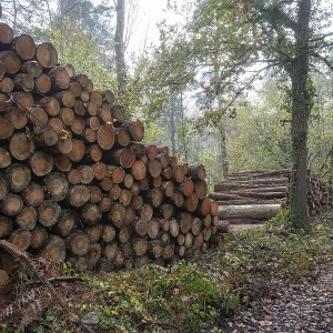 Freshly cut tree trunks stacked high by a forest road