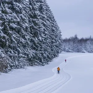 Freshly groomed cross-country trail with cross-country skiers in front of a snow-covered winter forest