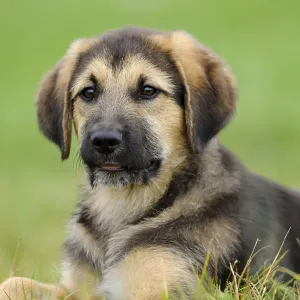 A friendly puppy lies in the grass with a blurred background and appears calm A friendly puppy lies in the grass with a blurred background and appears calm