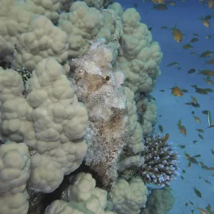 A fringed scorpionfish (Scorpaenopsis oxycephala) camouflaged in coral