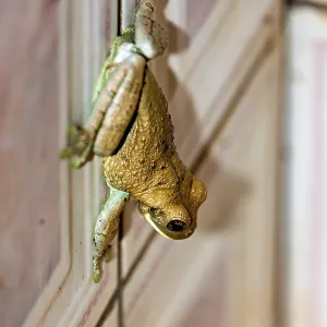 A frog climbs up a wooden wall and shows green and brown colours