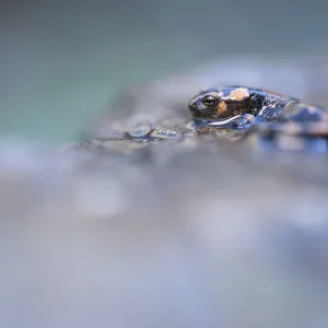 A frog rests on a wet surface with a blurry A frog rests on a wet surface with a blurry