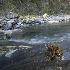 A frog on a rock by a flowing stream in a lush forest environment A frog on a rock by a flowing stream in a lush forest environment