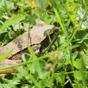 Frog, in search for home, hiding in the grass Frog, in search for home, hiding in the grass