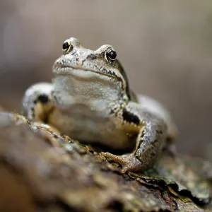 Una rana sentada sobre un tronco en el bosque. Profundidad de campo superficial.