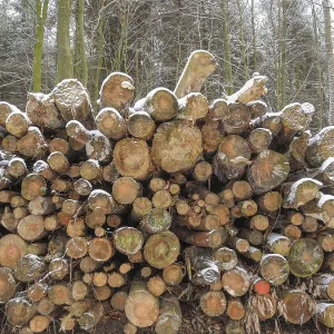 Frontal view of a pile of wood in a snowy forest Frontal view of a pile of wood in a snowy forest