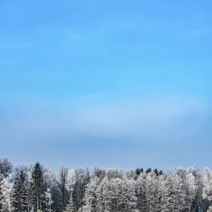 Frost in winter on a forest trees