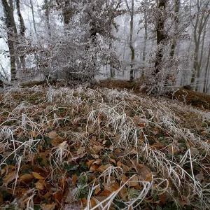 Frosty forest floor with icy leaves and foggy trees in a winter atmosphere Frosty forest floor with icy leaves and foggy trees in a winter atmosphere