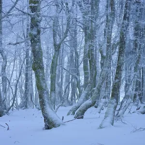 A frosty forest with snow-covered trees in a wintery and quiet landscape A frosty forest with snow-covered trees in a wintery and quiet landscape