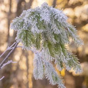 Frosty pine fronds in winter forest Frosty pine fronds in winter forest