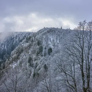 Frosty treetops above a wooded hill with thick clouds Frosty treetops above a wooded hill with thick clouds