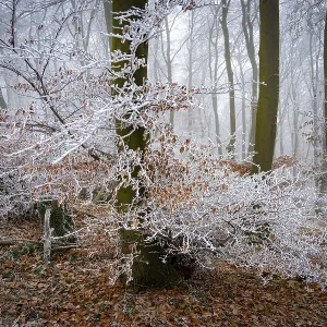 Frosty white branches in a foggy winter forest create a mystical atmosphere Frosty white branches in a foggy winter forest create a mystical atmosphere