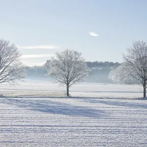 Three Frosty White Trees Print Three Frosty White Trees Print