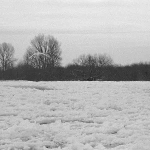 Frozen Elbe, swan flying over ice rink